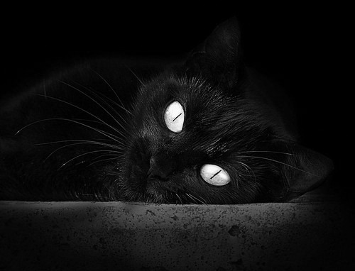 利拉德凝视东方，尼克斯征服山巅，两个平行宇宙的交响