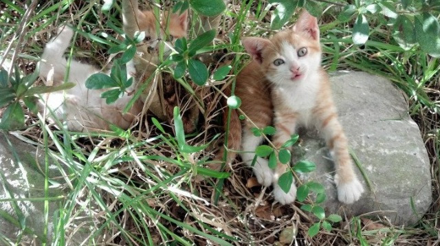 小人物大心脏！底特律板凳席杀出冷面刺客，一记三分刺透纽约