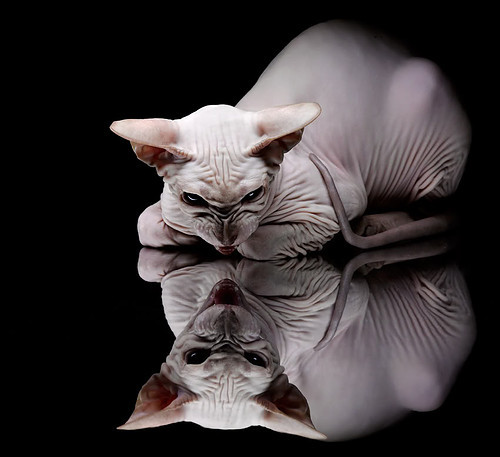 欧冠级对决的战术克制，当巴黎用巴西铁腰速冻冰岛风暴