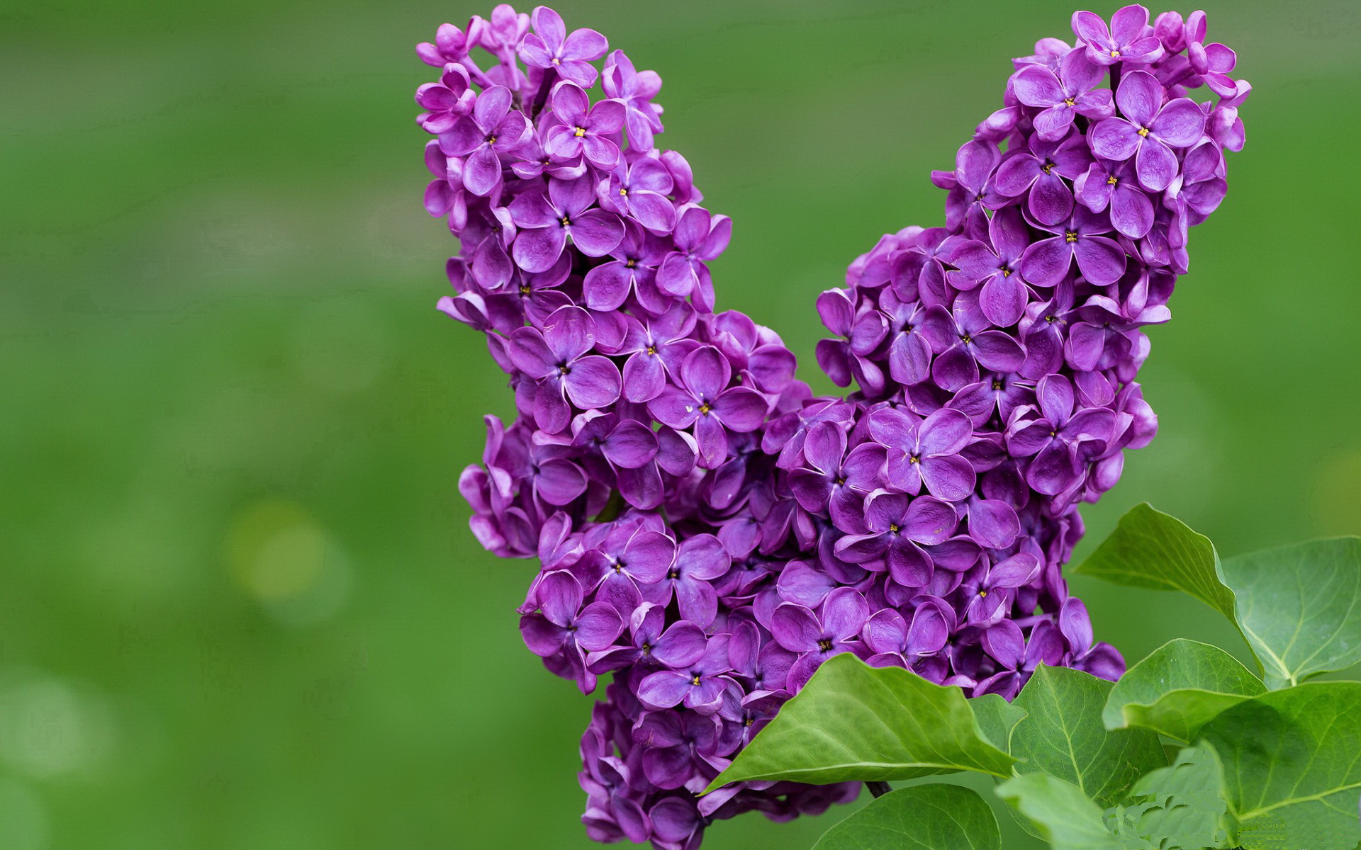 双中场铁闸，贝蒂斯以反意大利足球的方式，让拉齐奥尝到了战术压制的苦果