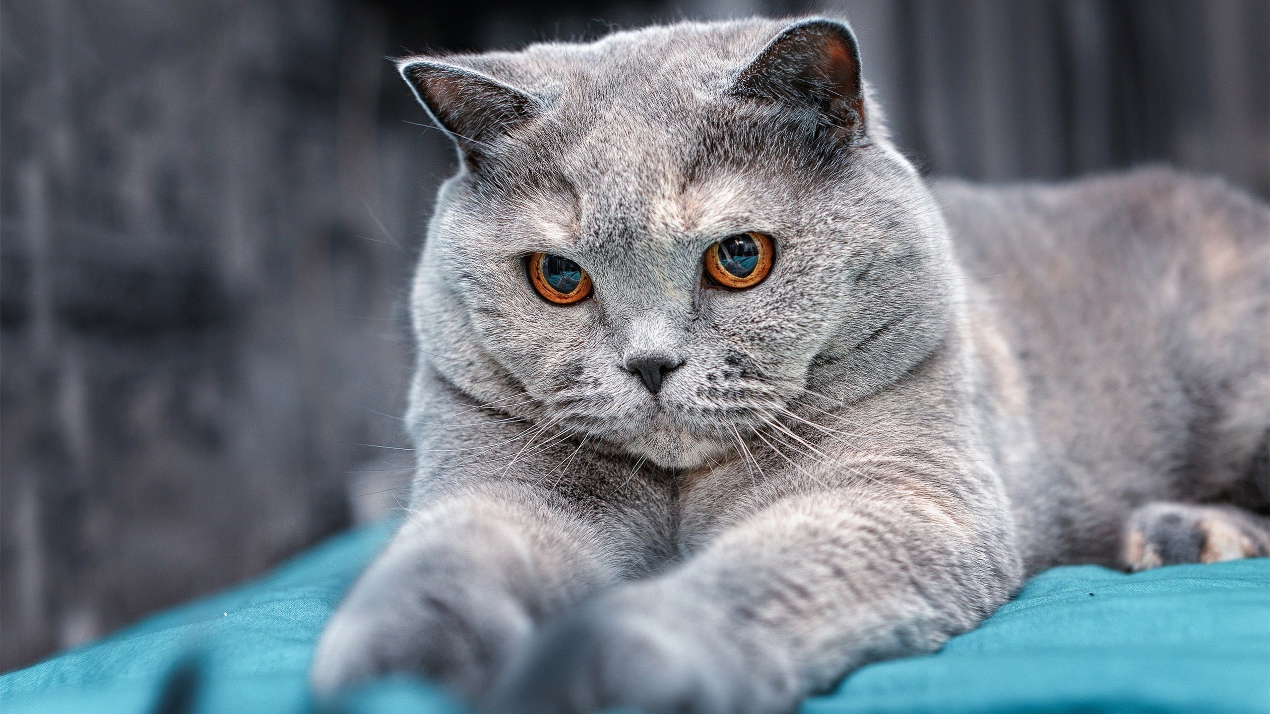 门迪神扑定乾坤，马赛险中求胜突围死亡之组