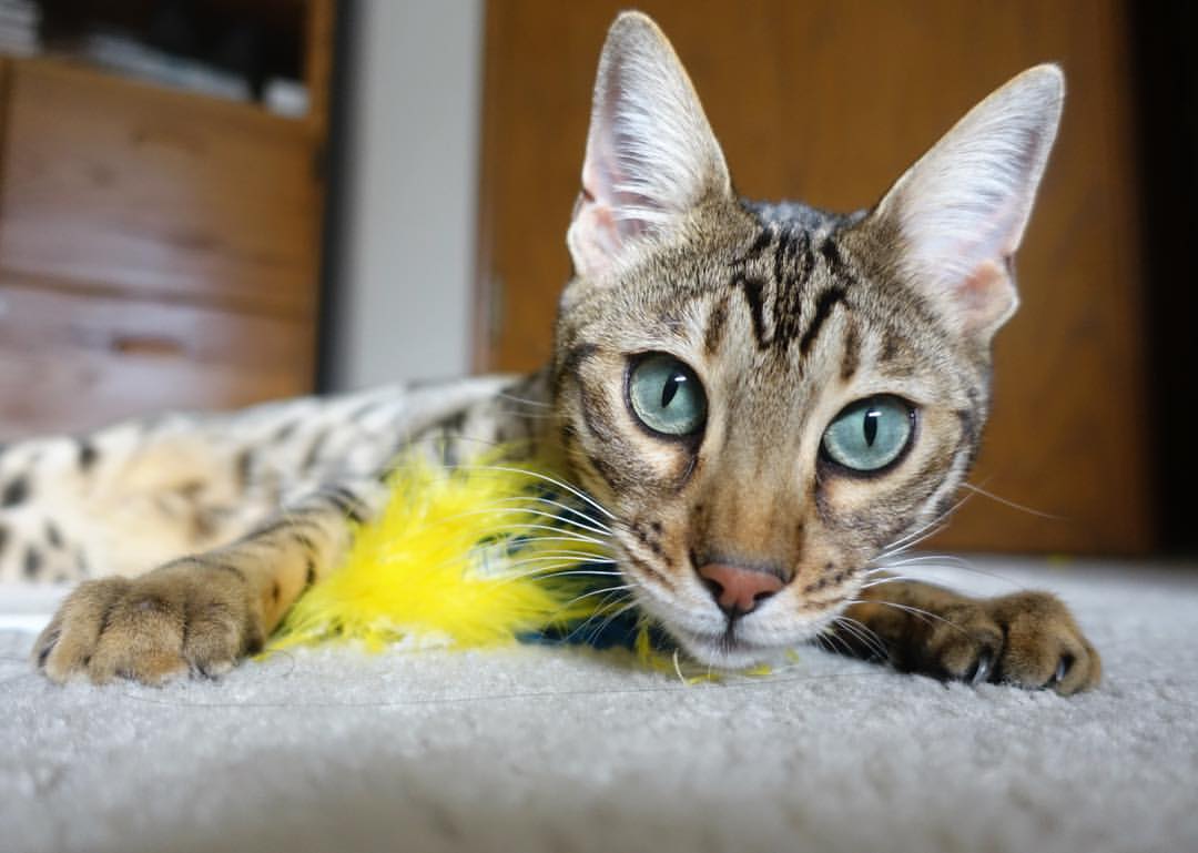 从边缘人到救世主，奥亚尔萨瓦尔沉默一击，决定了乌克兰与勒沃库森的宿命走向