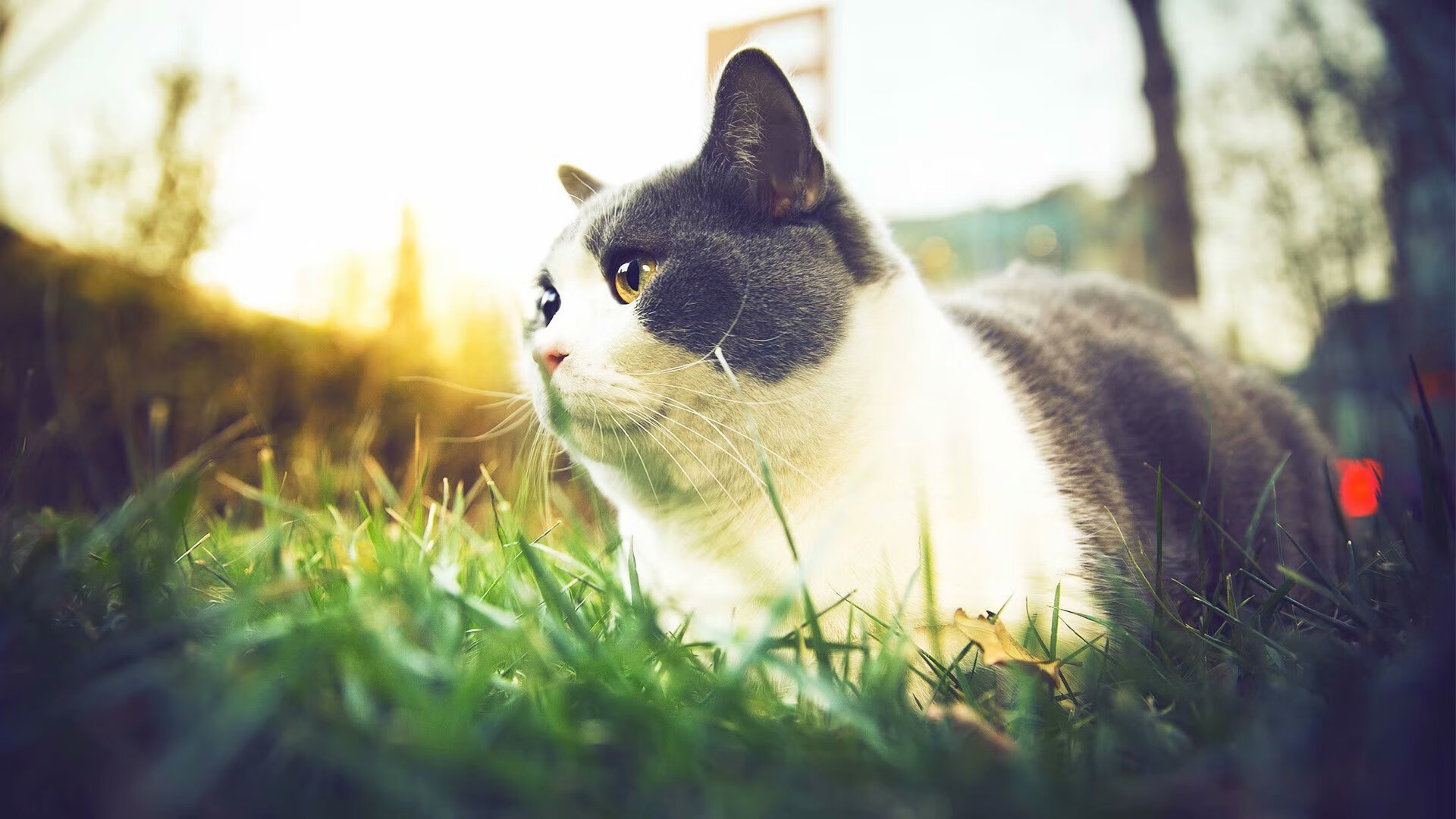 国家与俱乐部的荣耀，土耳其末节带走中国，特奥接管欧冠决赛